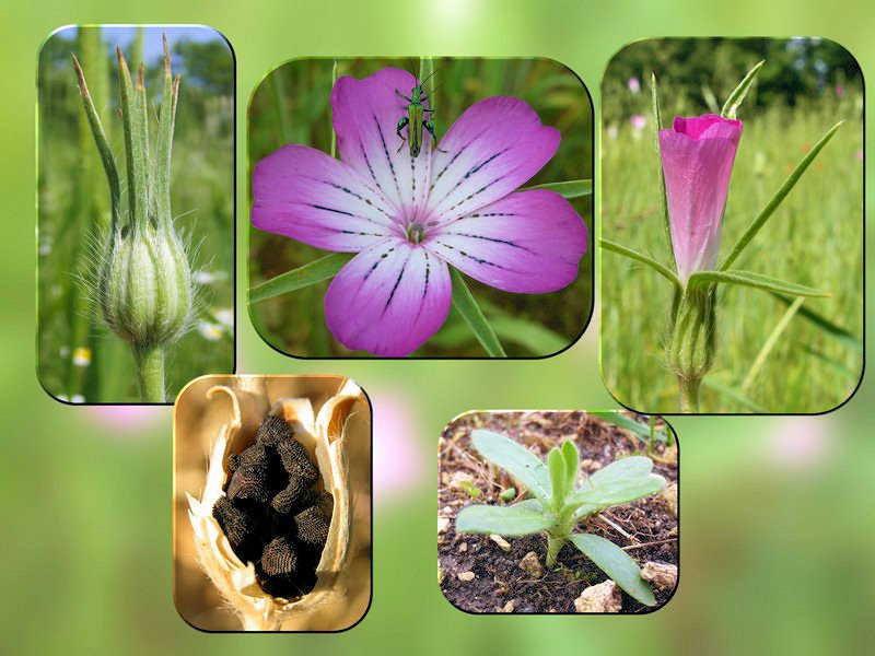 Agrostemma githago