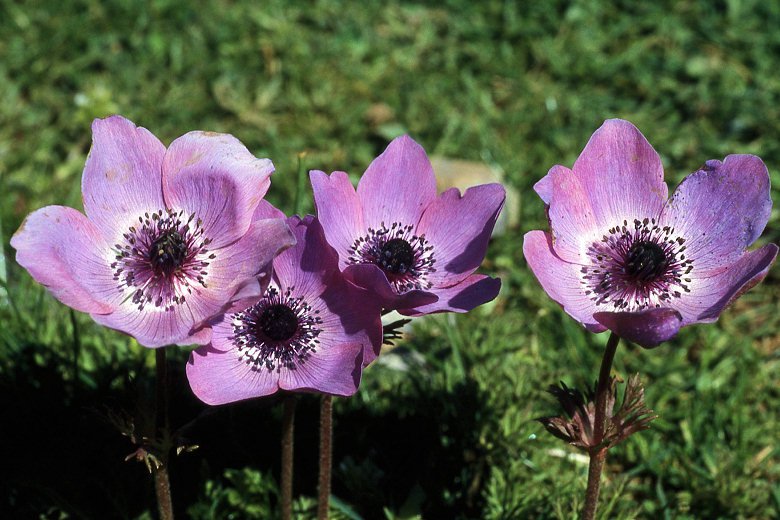 Anemone coronaria