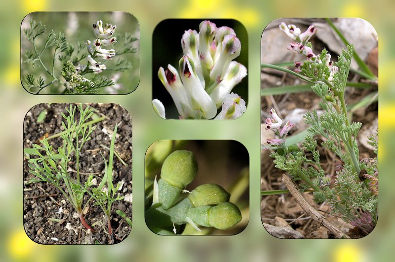 Fumaria parviflora