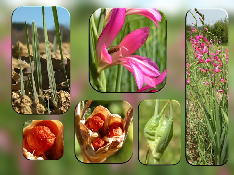 Gladiolus italicus