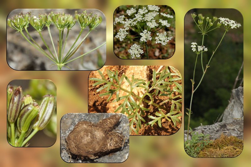 Bunium bulbocastanum