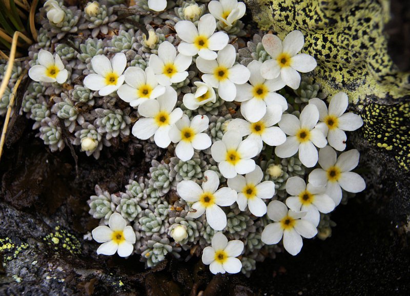 Androsace vandellii