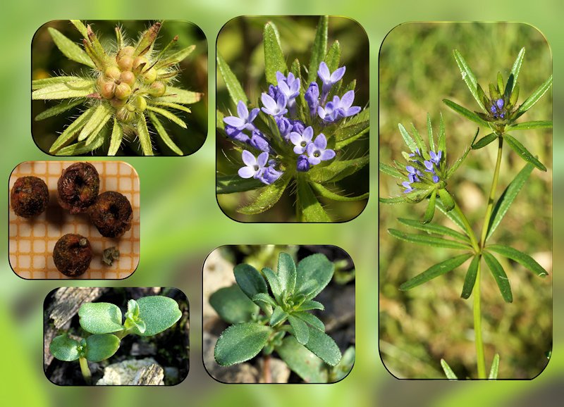 Asperula arvensis