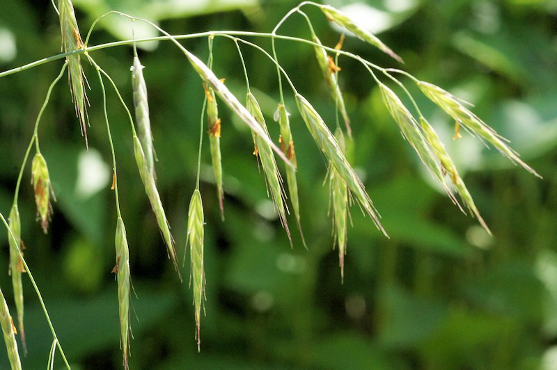Bromus arvensis