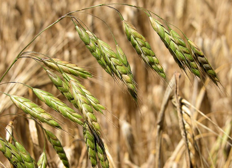 Bromus commutatus