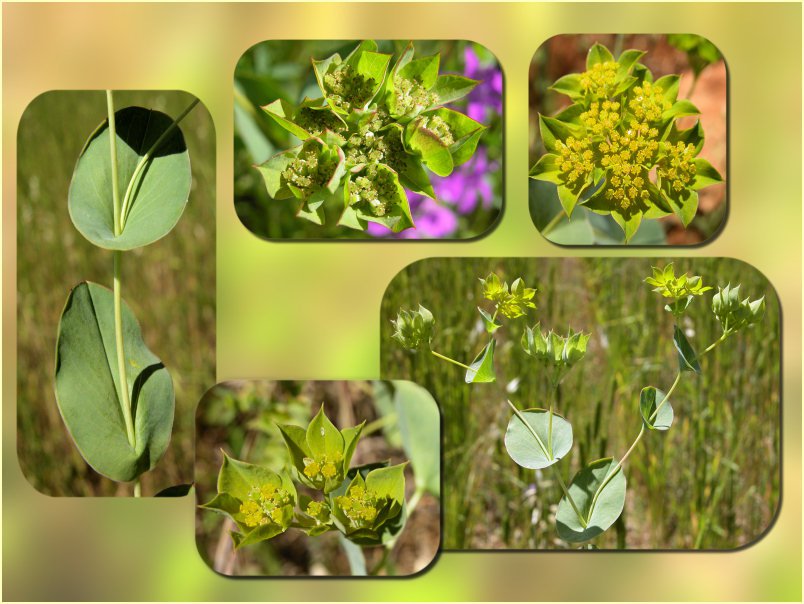 Bupleurum rotundifolium