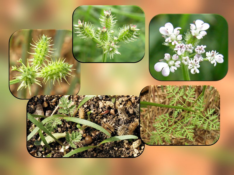 Caucalis platycarpos