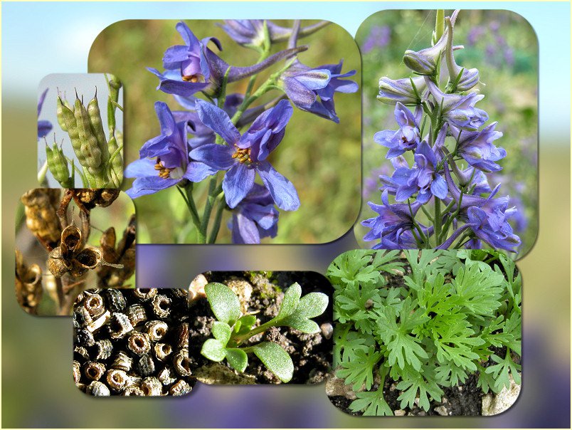 Delphinium verdunense