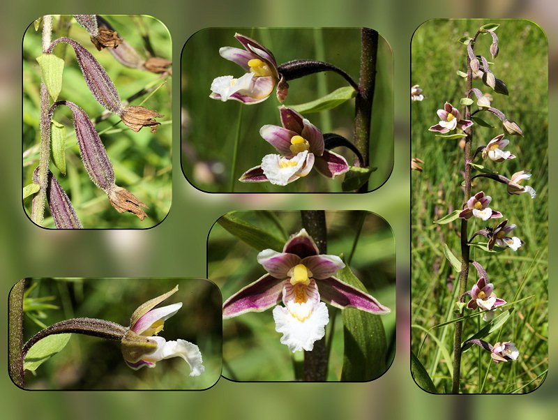 Epipactis palustris