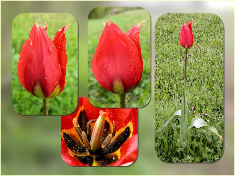 Tulipa raddii
