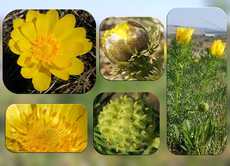 Adonis vernalis - Adonis de printemps