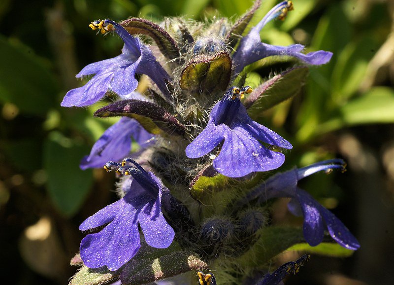 Ajuga genevensis