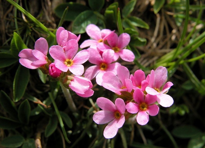 Androsace carnea