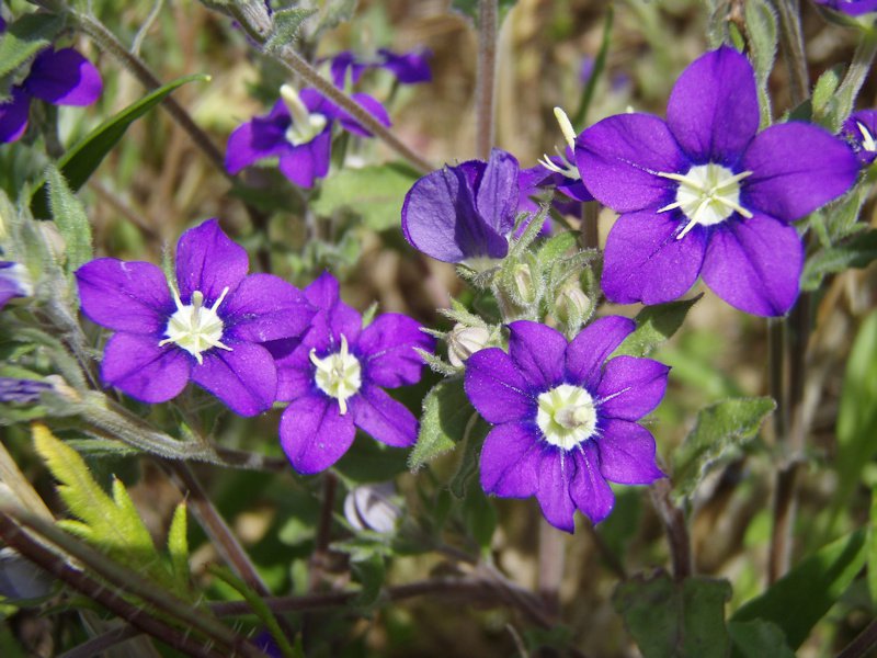Legousia speculum-veneris