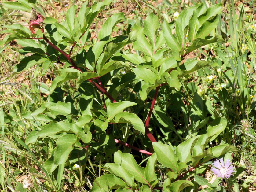 Paeonia broteri