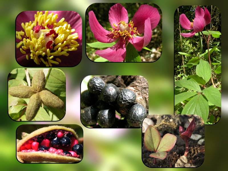 Paeonia mascula