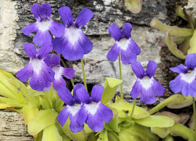 Pinguicula longifolia subsp. longifolia