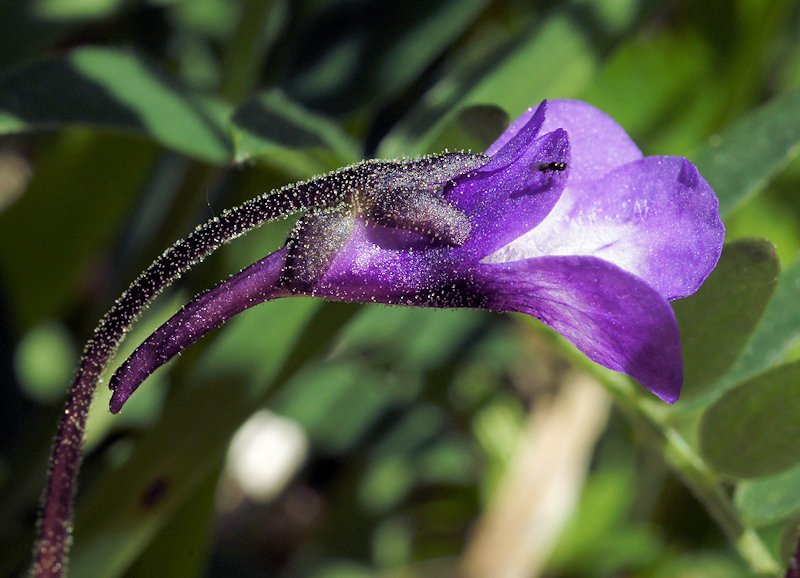 Pinguicula vulgaris