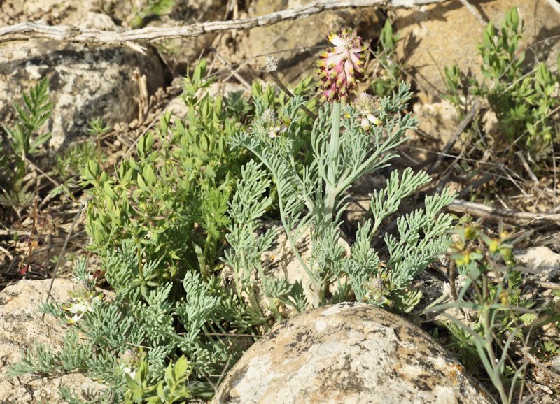 Platycapnos spicata