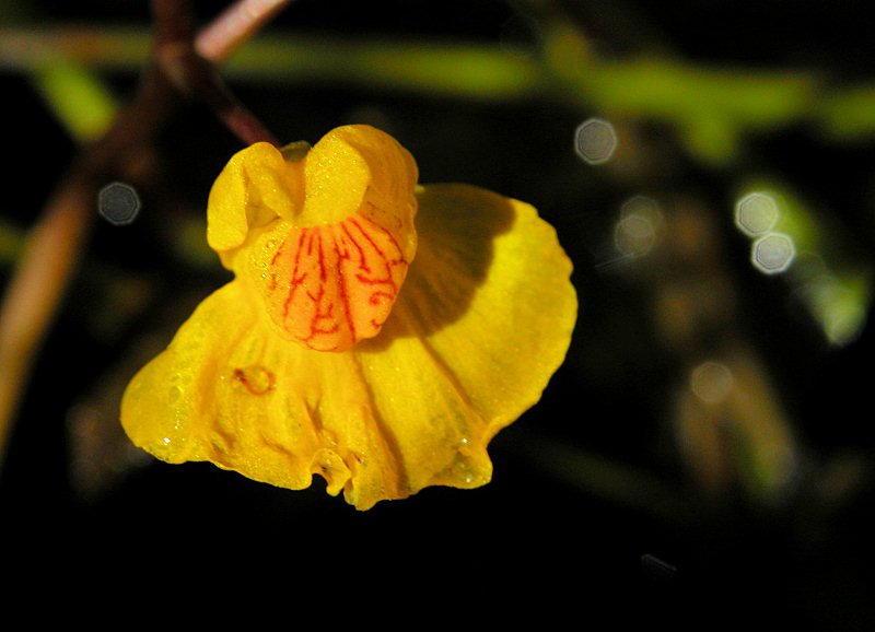 Utricularia australis