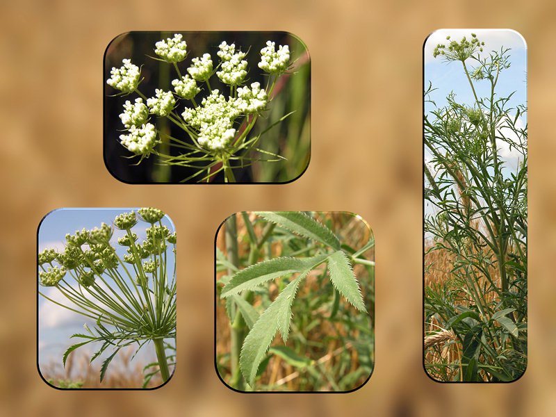 Ammi majus
