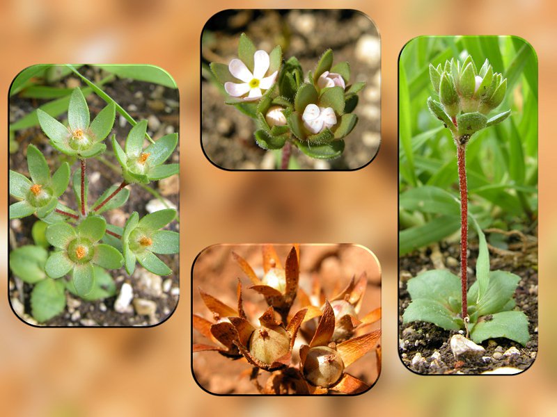 Androsace maxima