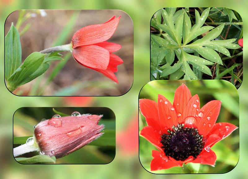 Anemone hortensis subsp. pavonina