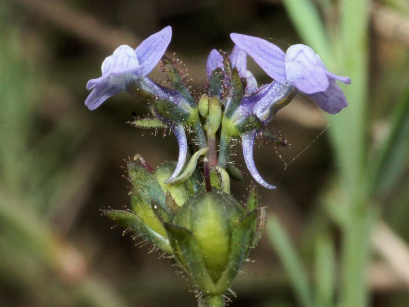 Linaria arvensis
