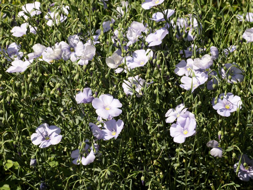 Linum austriacum