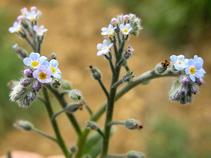 Myosotis arvensis