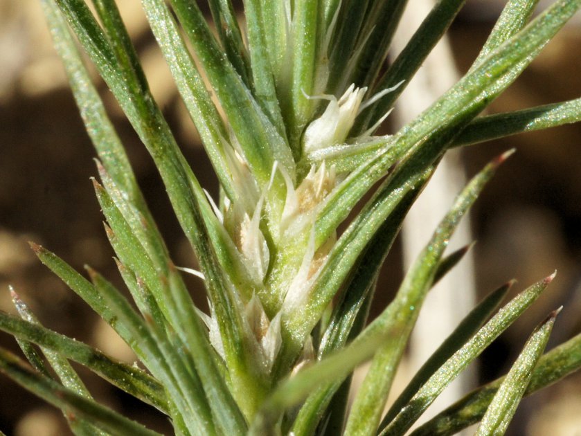 Polycnemum majus