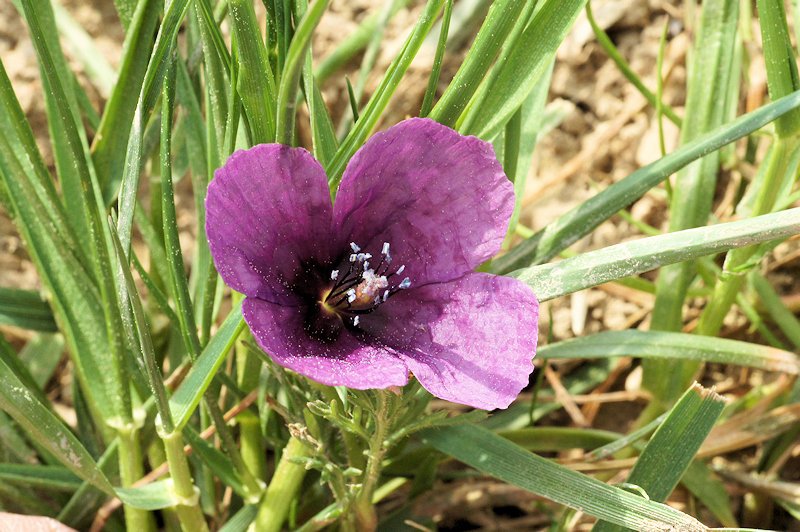 Roemeria hybrida