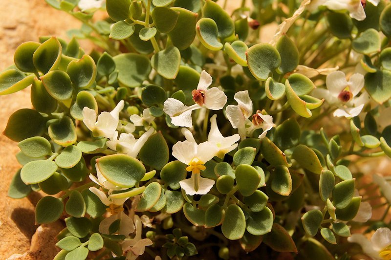 Sarcocapnos enneaphylla