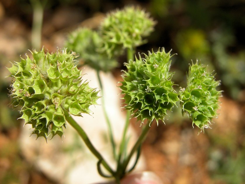 Valerianella coronata