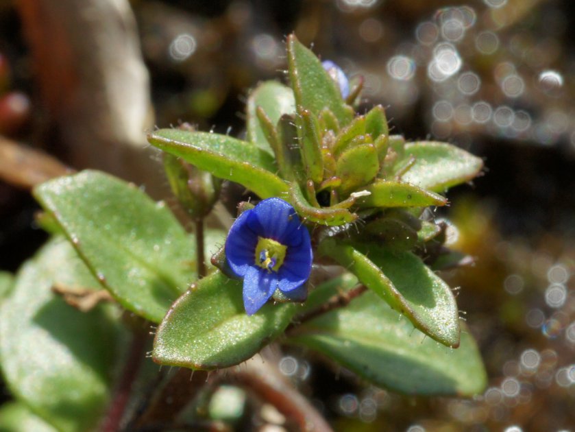 Veronica acinifolia - Véronique à feuilles de Calament