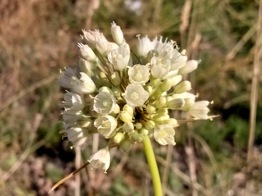 Allium pallens
