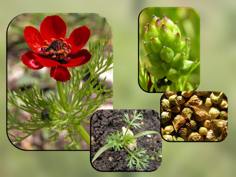 Adonis annua