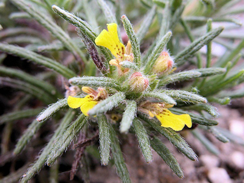Ajuga chamaepitys