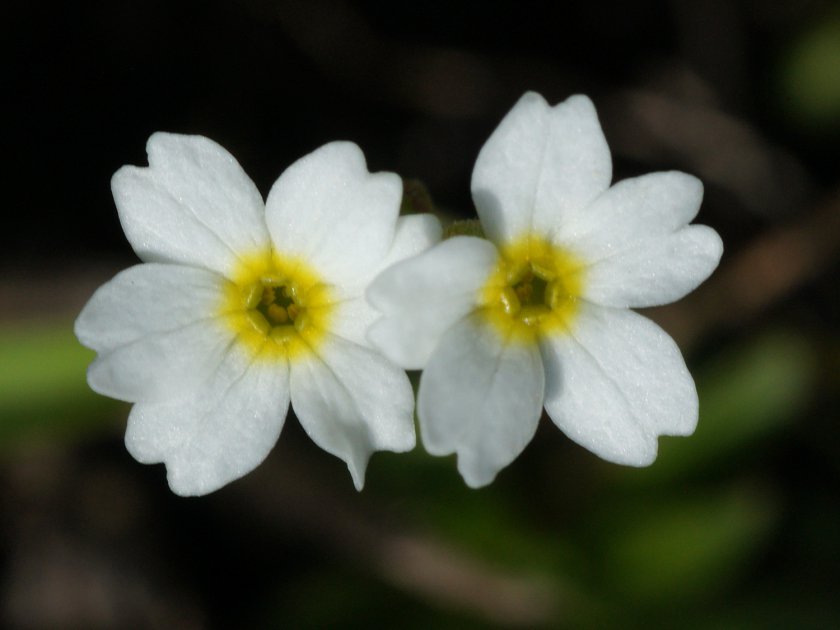 Androsace obtusifolia
