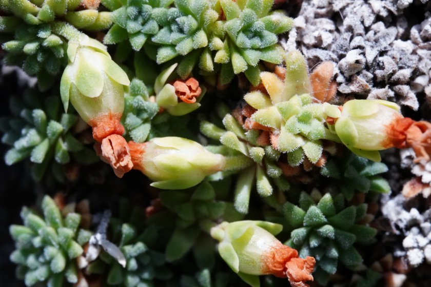 Androsace pyrenaica