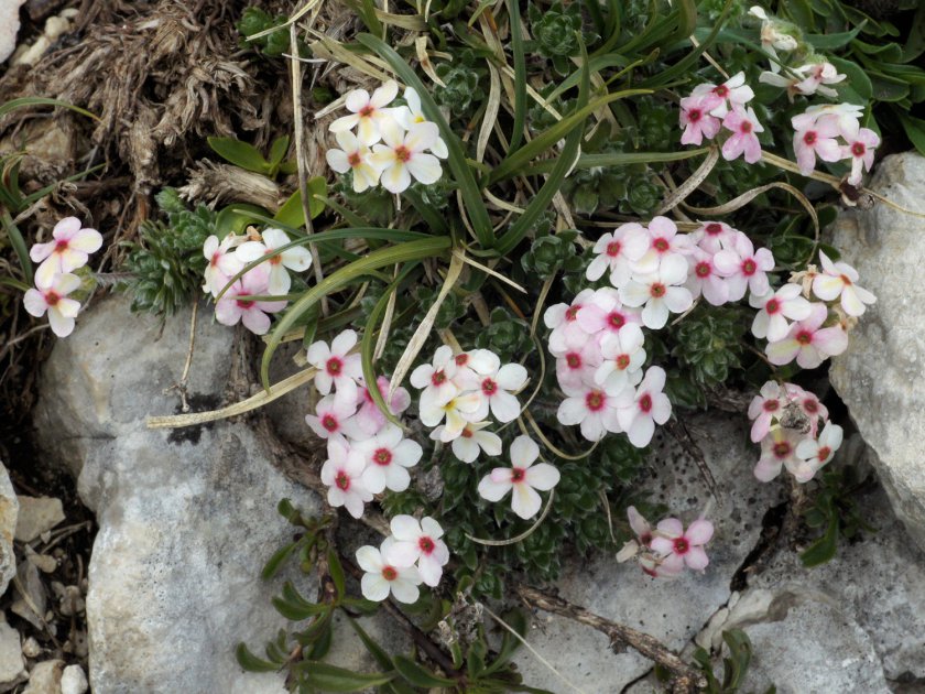 Androsace vandellii