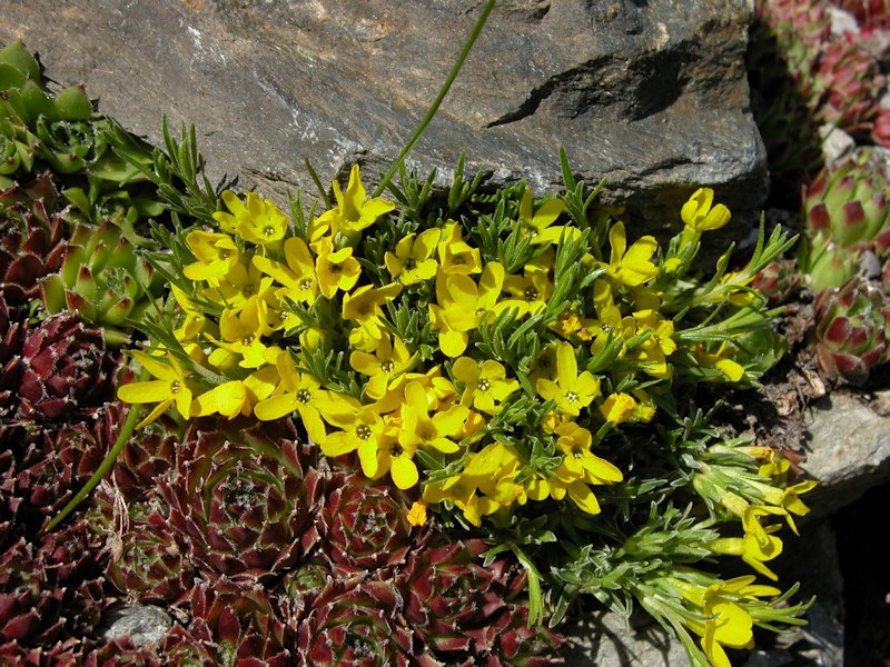 Androsace vitaliana