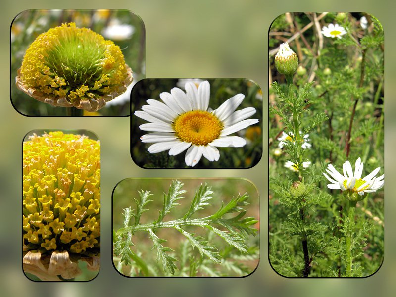 Anthemis altissima