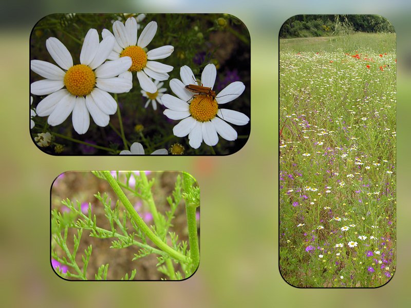 Anthemis arvensis