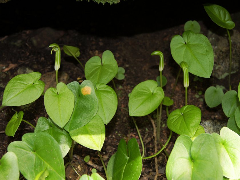 Arisarum vulgare