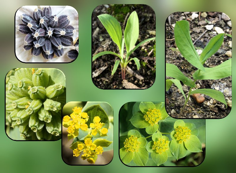 Bupleurum subovatum