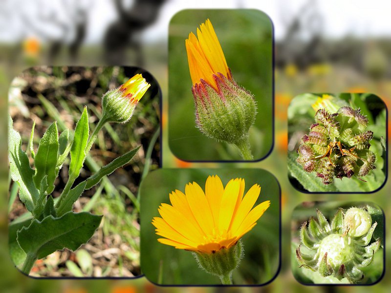 Calendula arvensis
