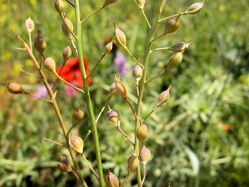 Camelina microcarpa