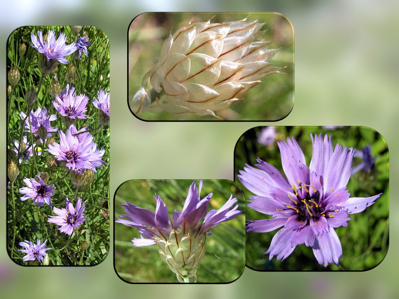 Catananche caerulea