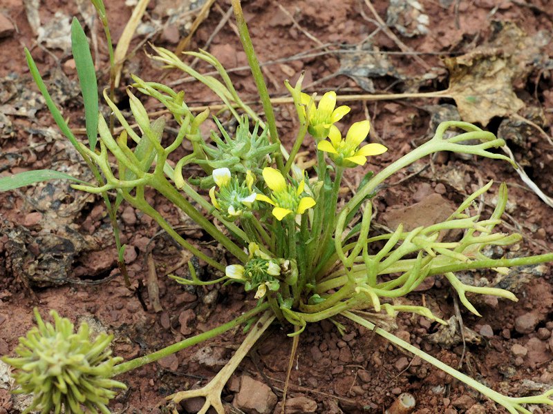 Ceratocephala falcata
